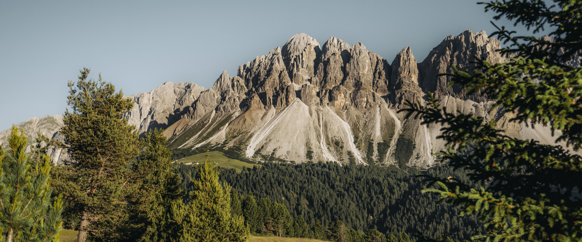 Odle di Eores Foresta di conifere e cime dolomitiche sullo sfondo