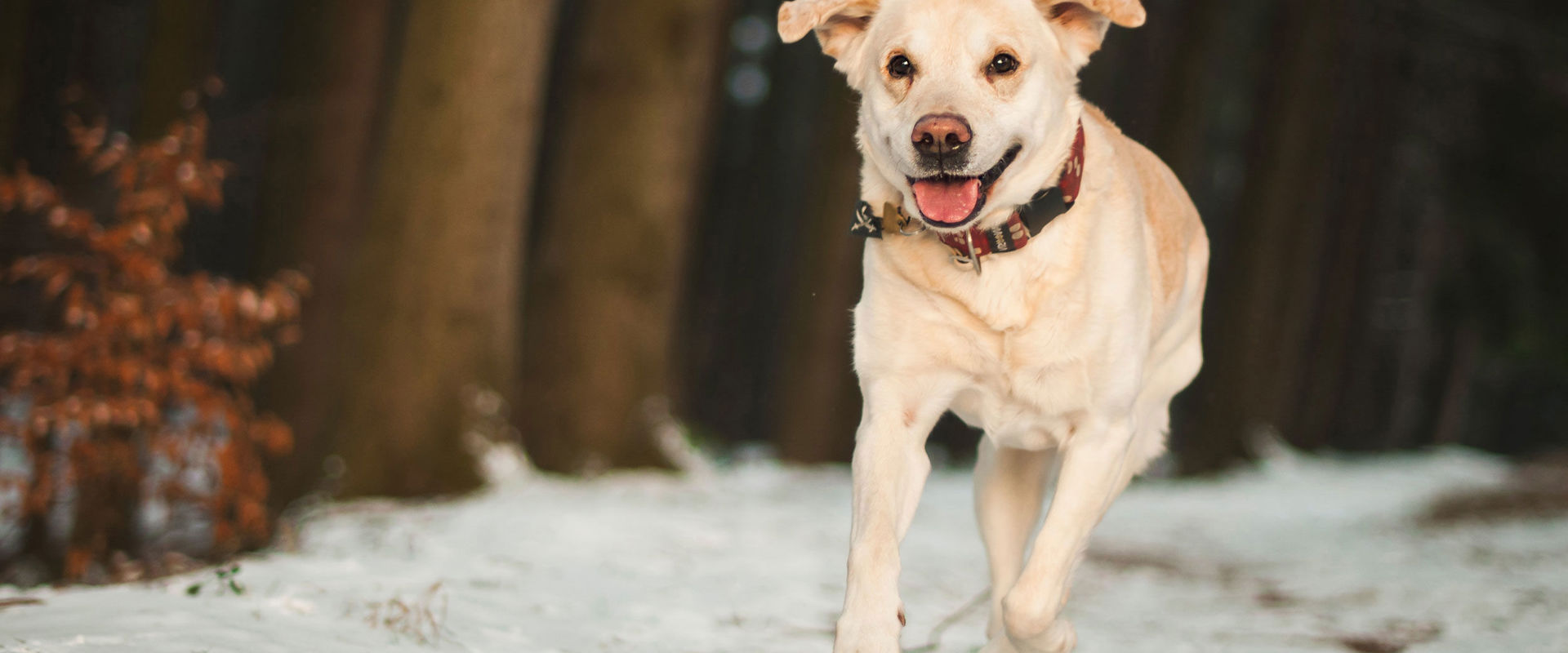 Escursioni con il cane in inverno Cane bianco-marrone corre nella neve.