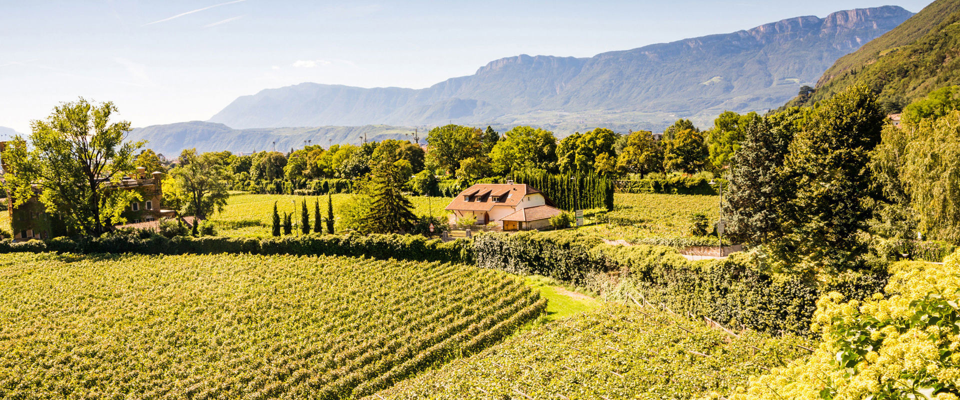Vigneti Paesaggio collinare con vigneti e una tenuta di campagna.