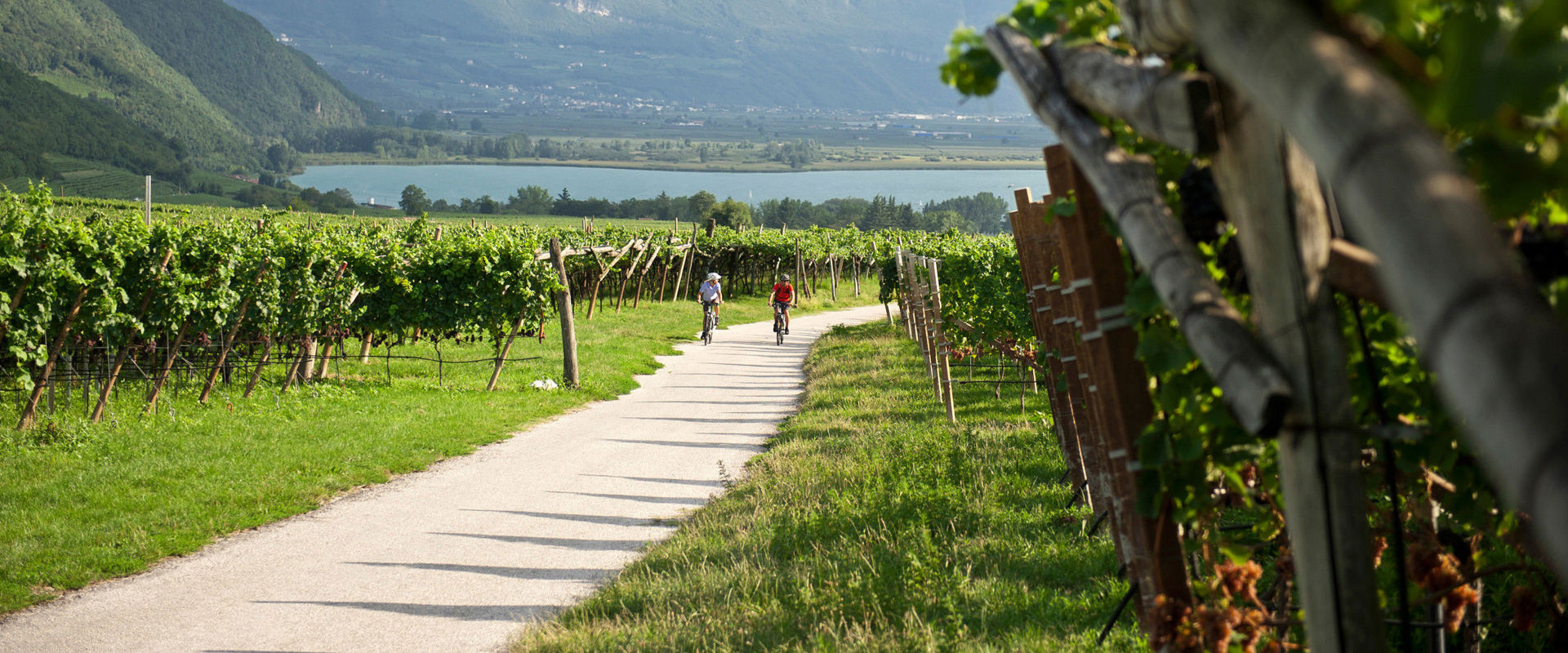 Piste ciclabili tra vigneti, boschi e laghi. Due ciclisti pedalano tra i vigneti lontano dal lago.