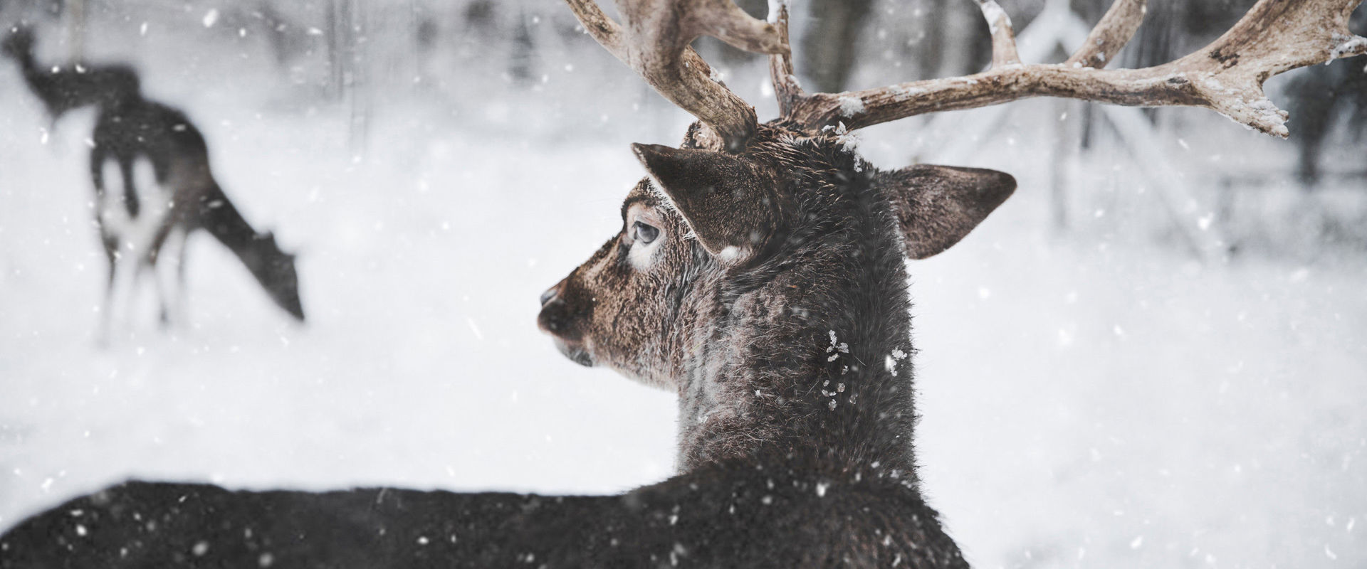 Caccia in Alto Adige Cervo in primo piano sotto un'abbondante nevicata.