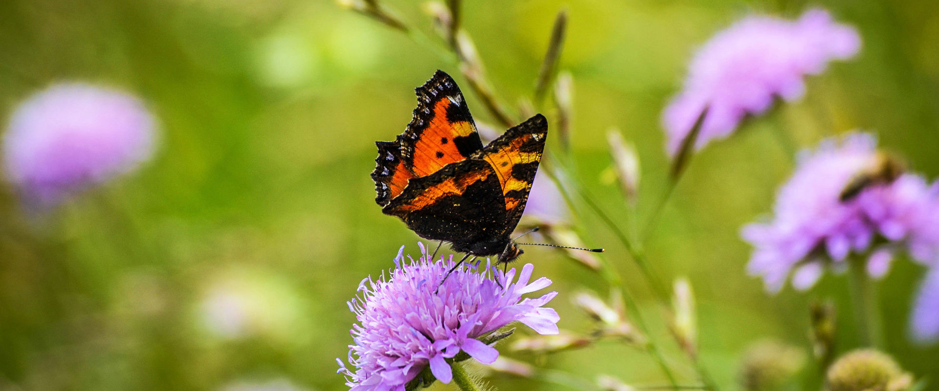 Una farfalla arancione Una farfalla arancione siede su un fiore viola.