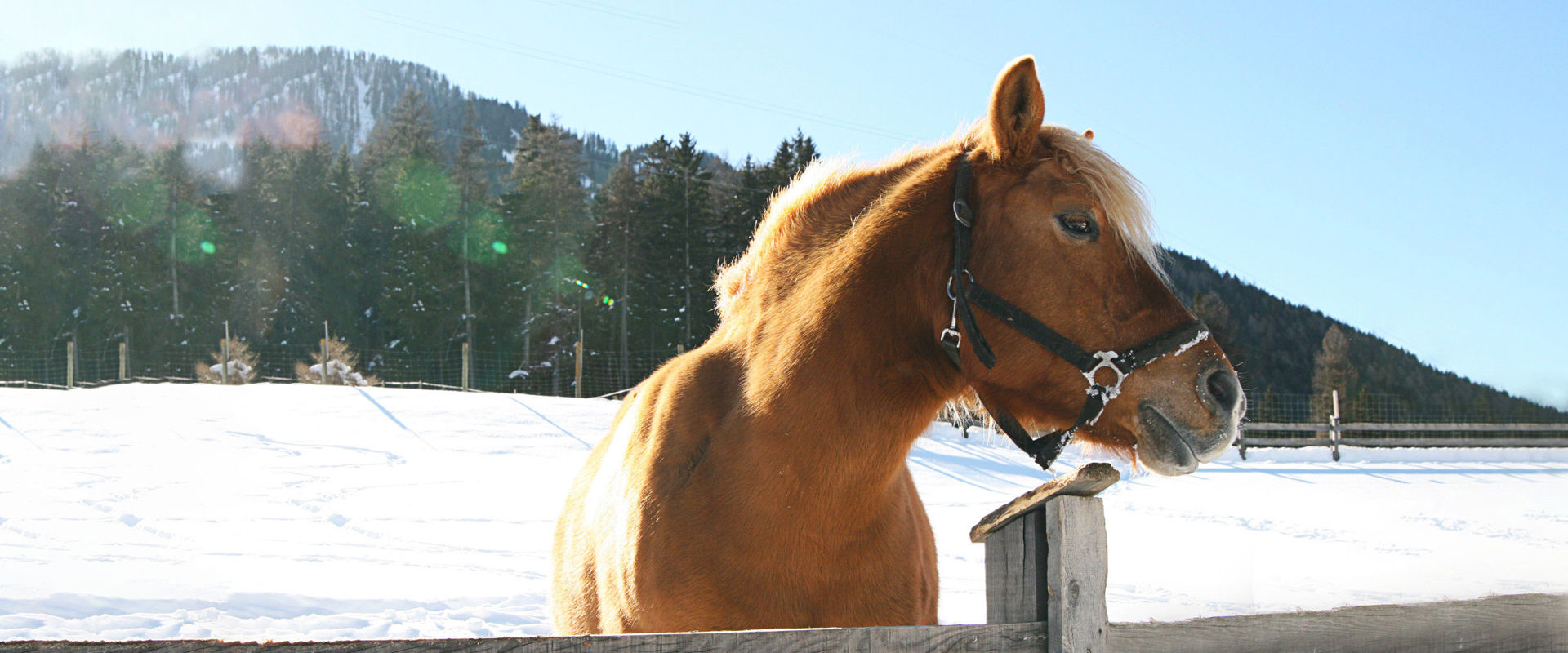 Cavallo avelignese in Alto Adige d'inverno. Un cavallo avelignese si affaccia dal recinto in un panorama innevato.