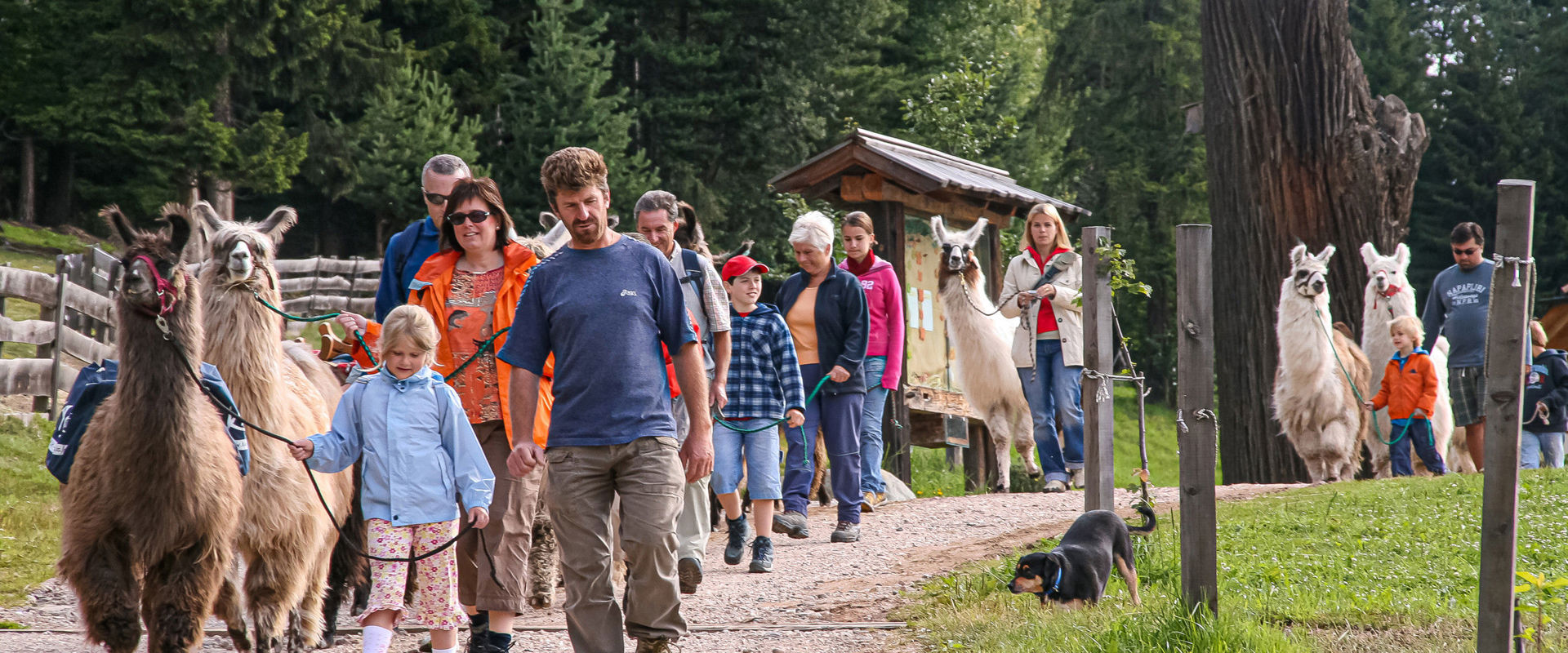 Adulti e bambini camminano con i lama.