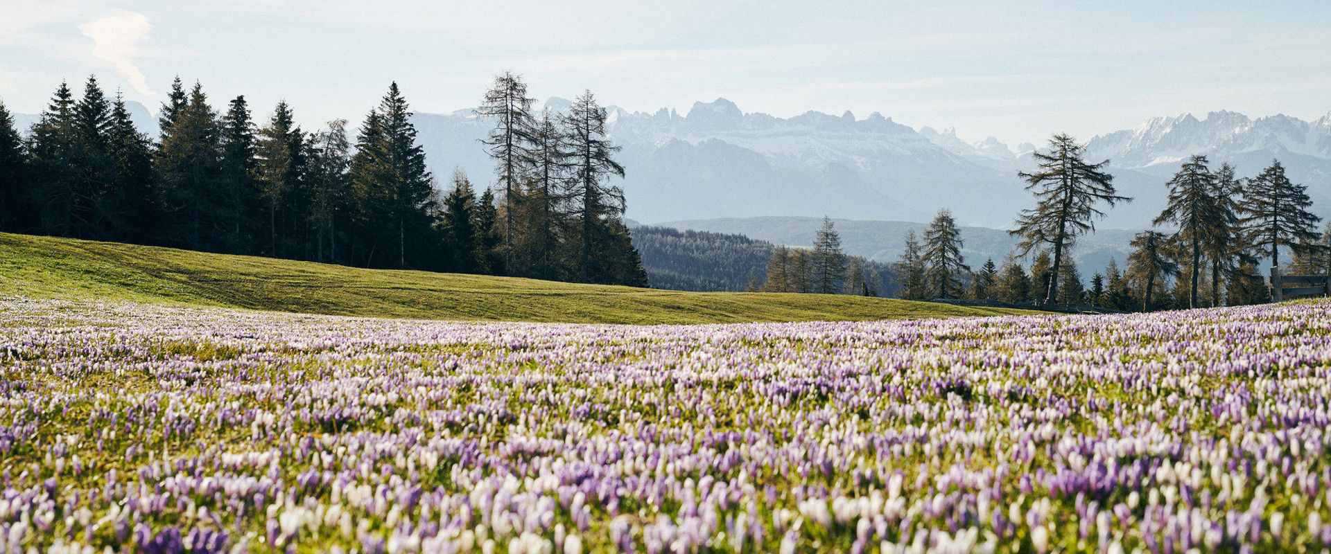 Fiori di croco Fiori di croco e panorama dolomitico