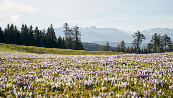 La fioritura del croco sulle montagne dell'Alto Adige
