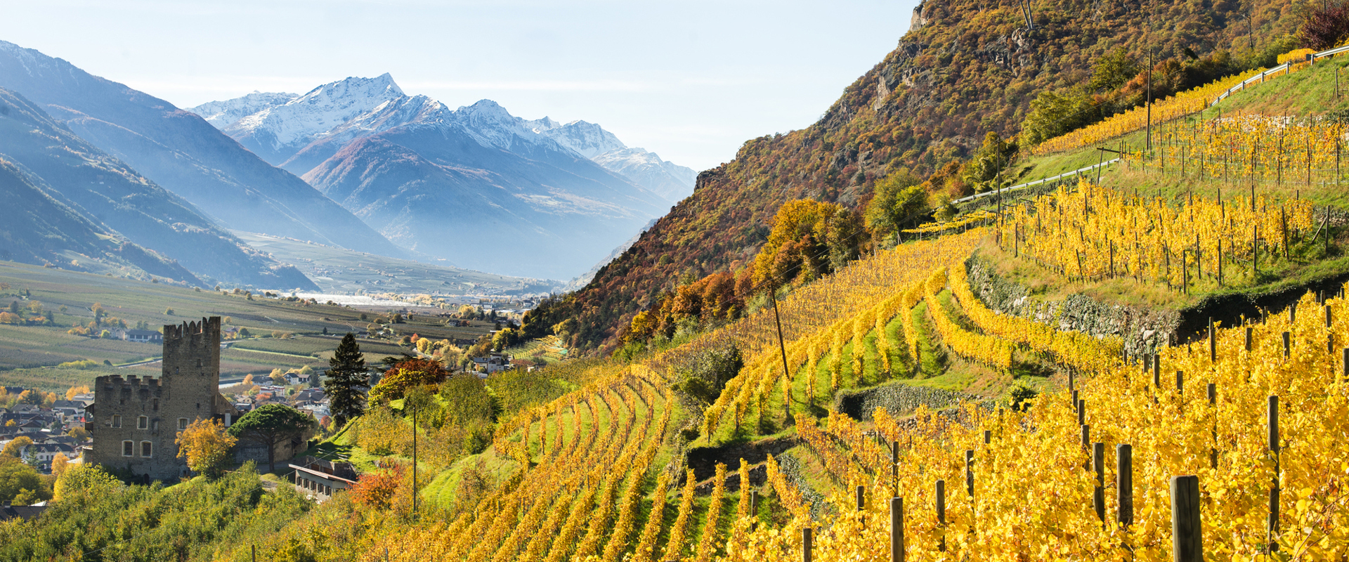 Vigneti dell'azienda vinicola Falkenstein in autunno