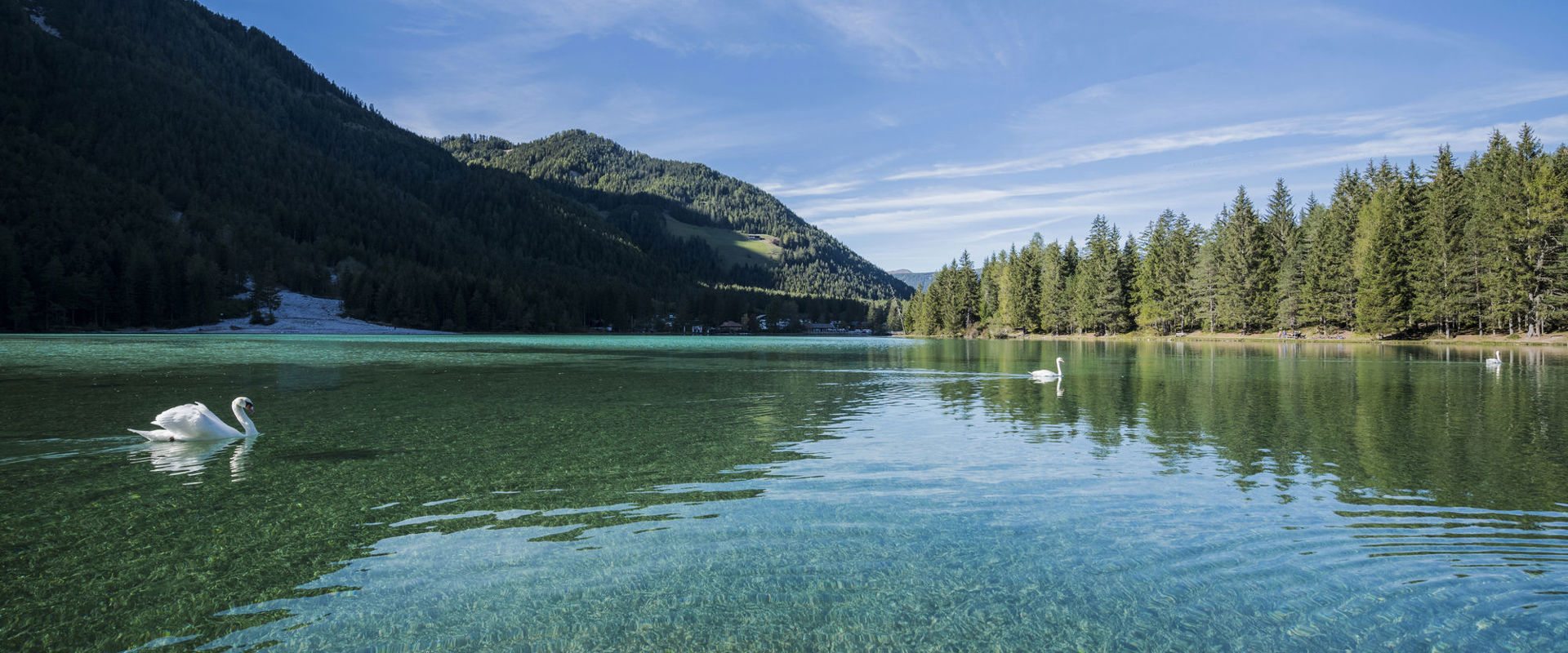 Lago limpido con cigni bianchi, foreste e montagne.