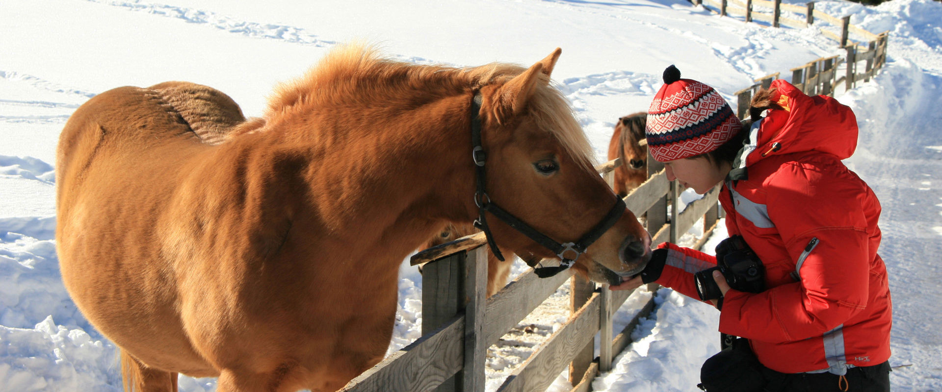 Cavallo in un paesaggio invernale innevato Bambino accarezza un cavallo dietro il recinto.