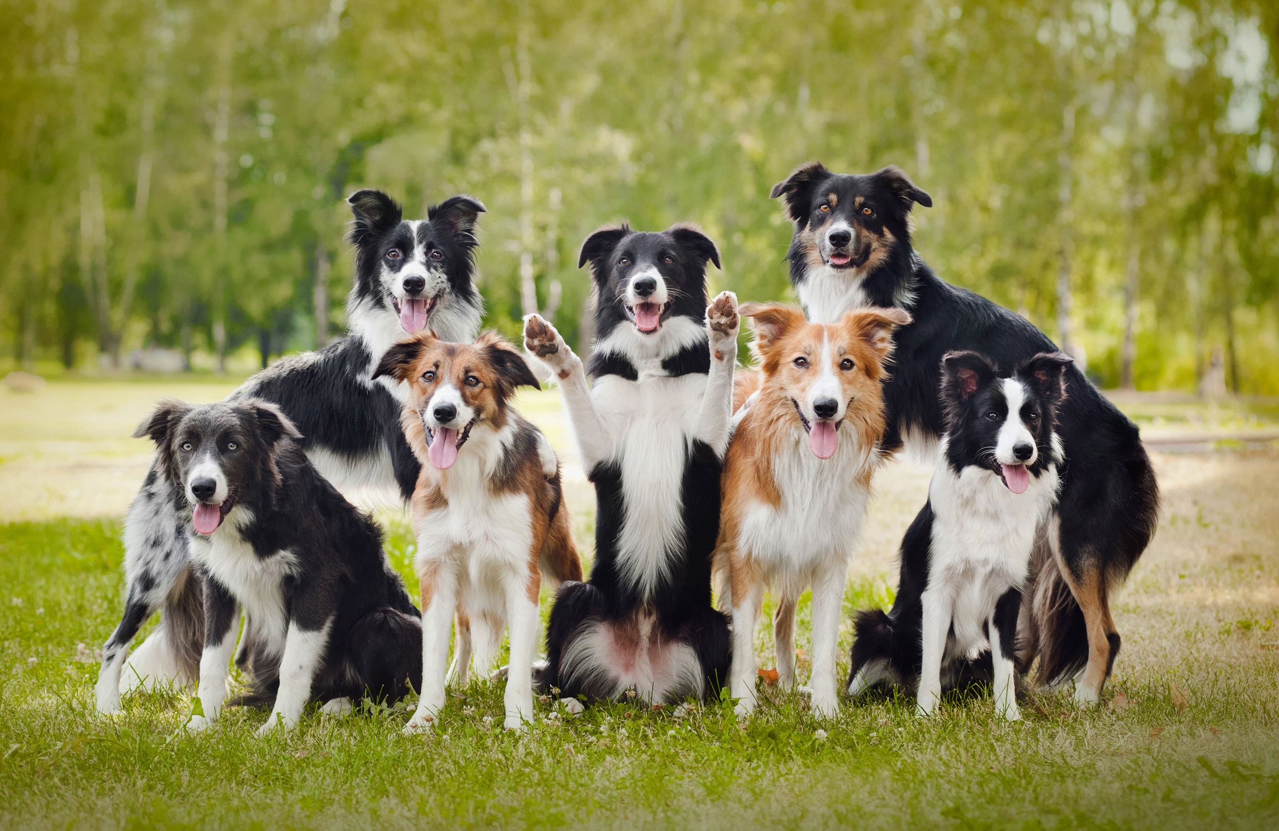 Foto con 7 cani di razza Border Collie.
