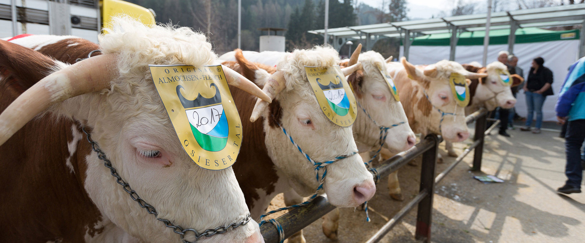 Il bue di Pasqua Buoi alpini esposti dietro la barriera.