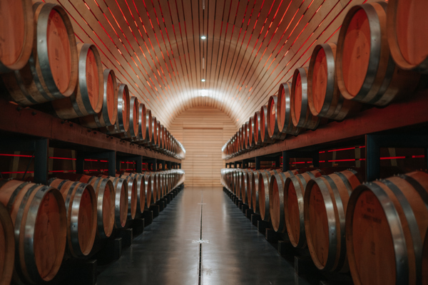 Botti di vino allineate a destra e a sinistra in una nuova cantina
