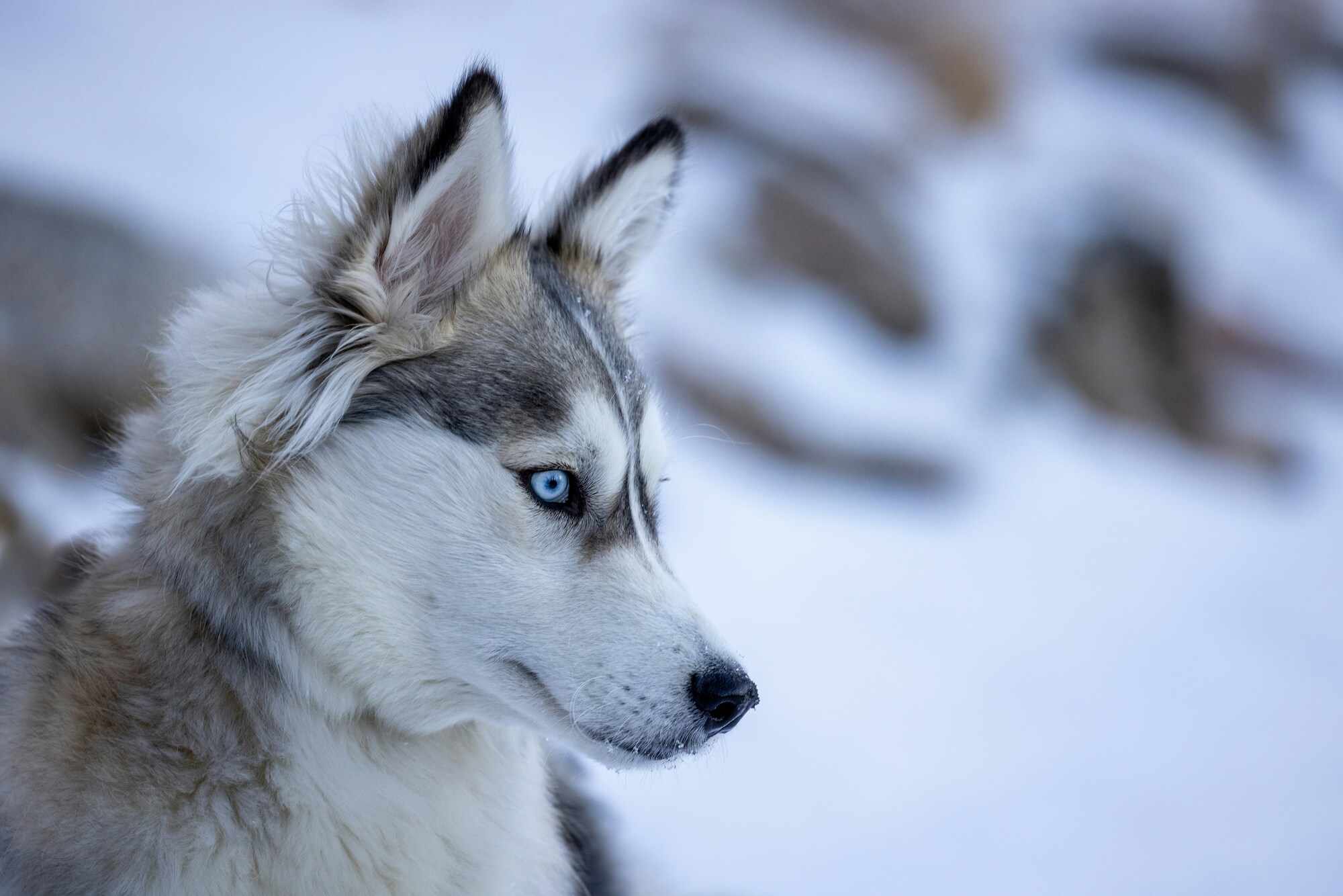 Primo piano della testa di un cane di razza Husky.