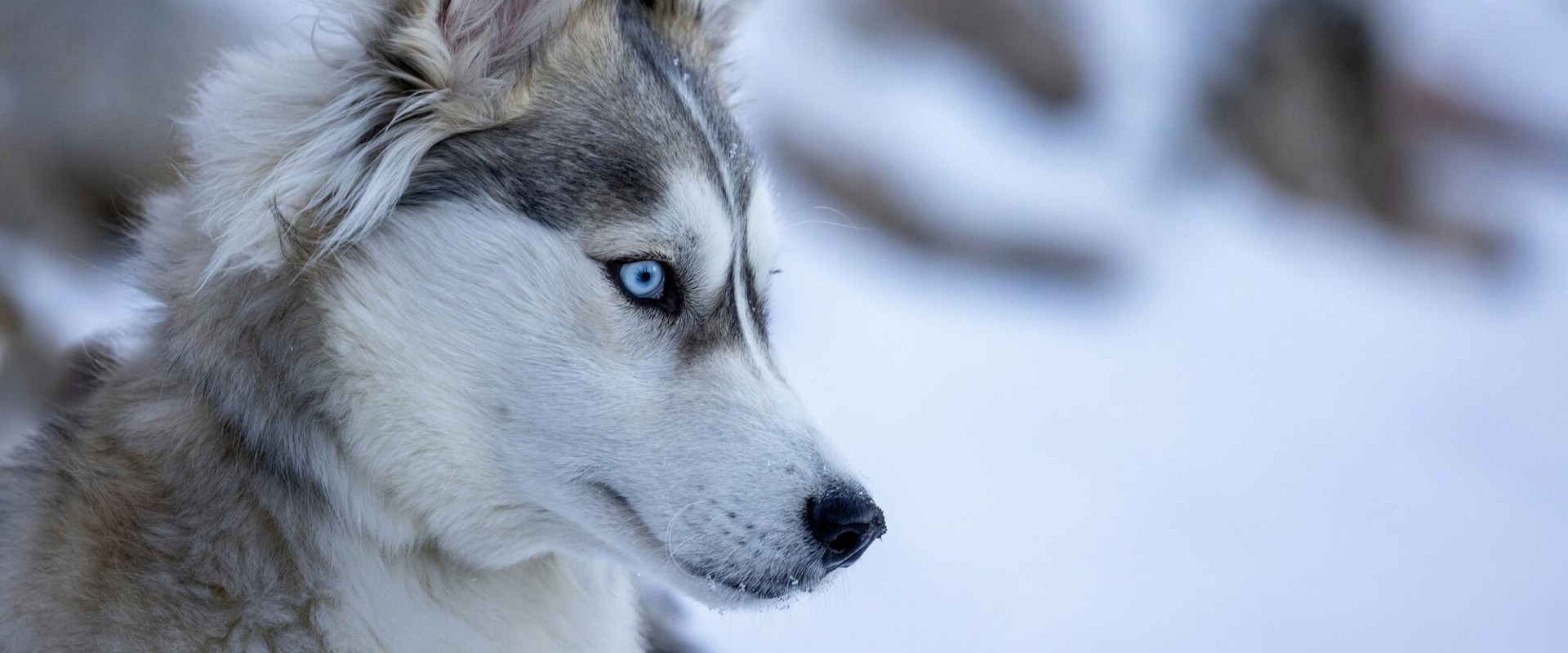 Vacanze con il cane in inverno Primo piano della testa di un cane di razza Husky.