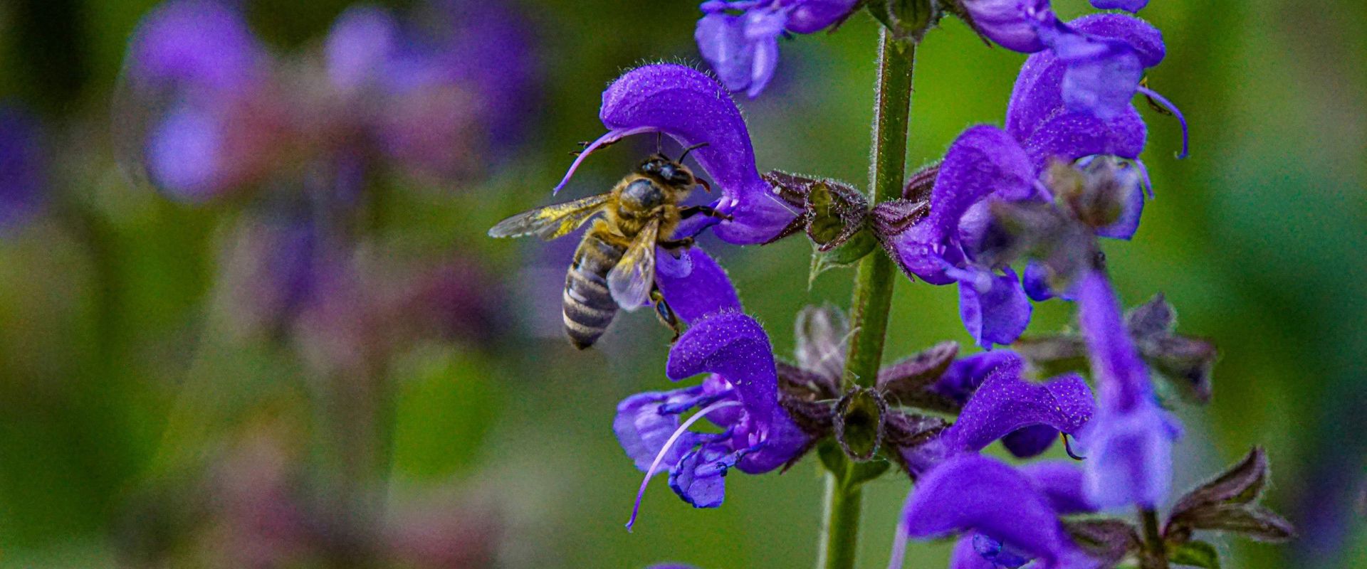 Ape (Ape mellifera europea) su fiore (Salvia pratensis)