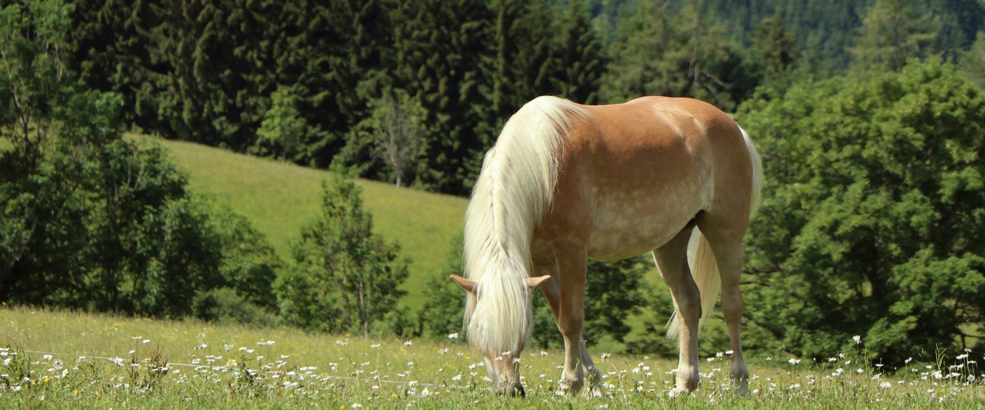 Haflinger Cavallo avelignese al pascolo nel sud dell'Alto Adige