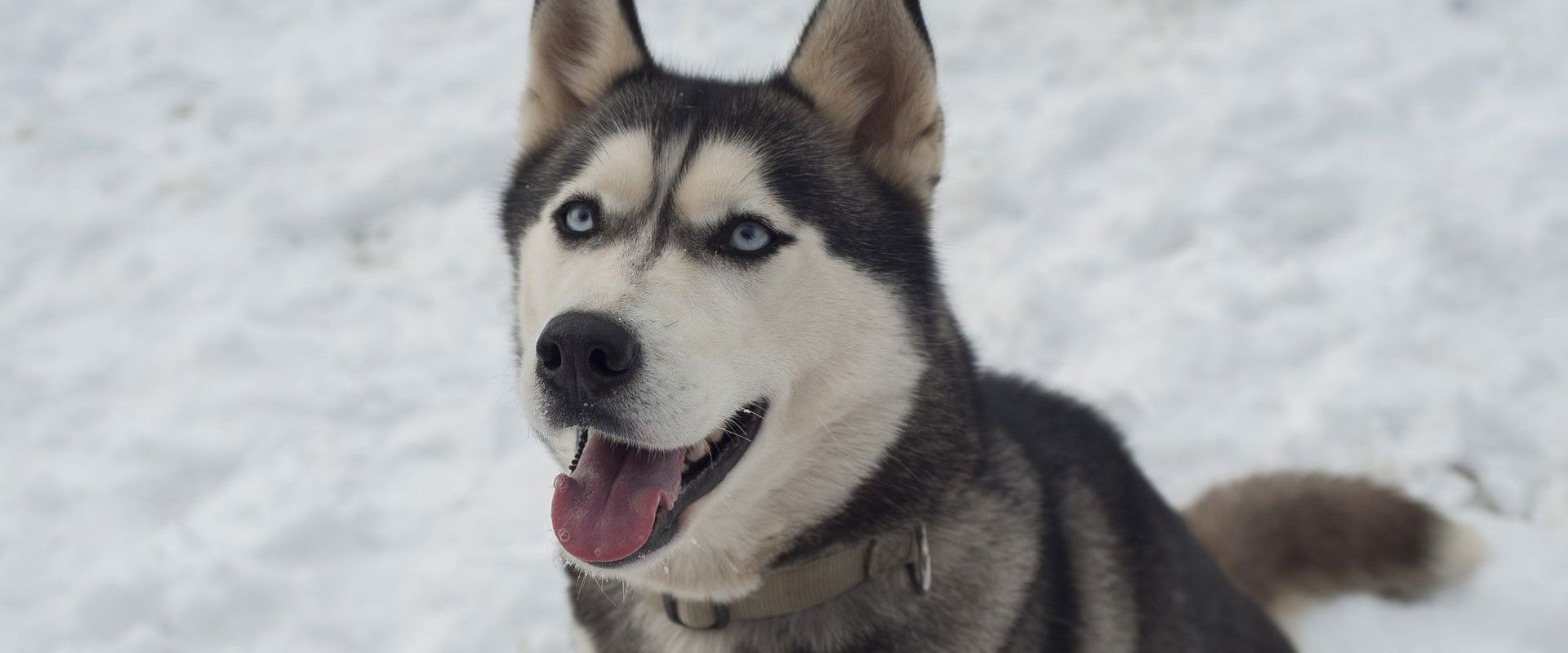 In slitta con gli husky