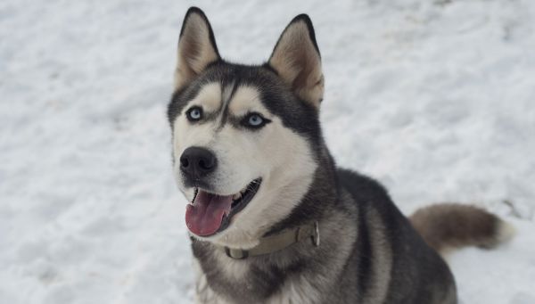 In slitta trainata dagli Husky