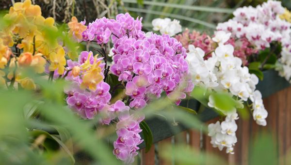 3 splendidi giardini in Alto Adige