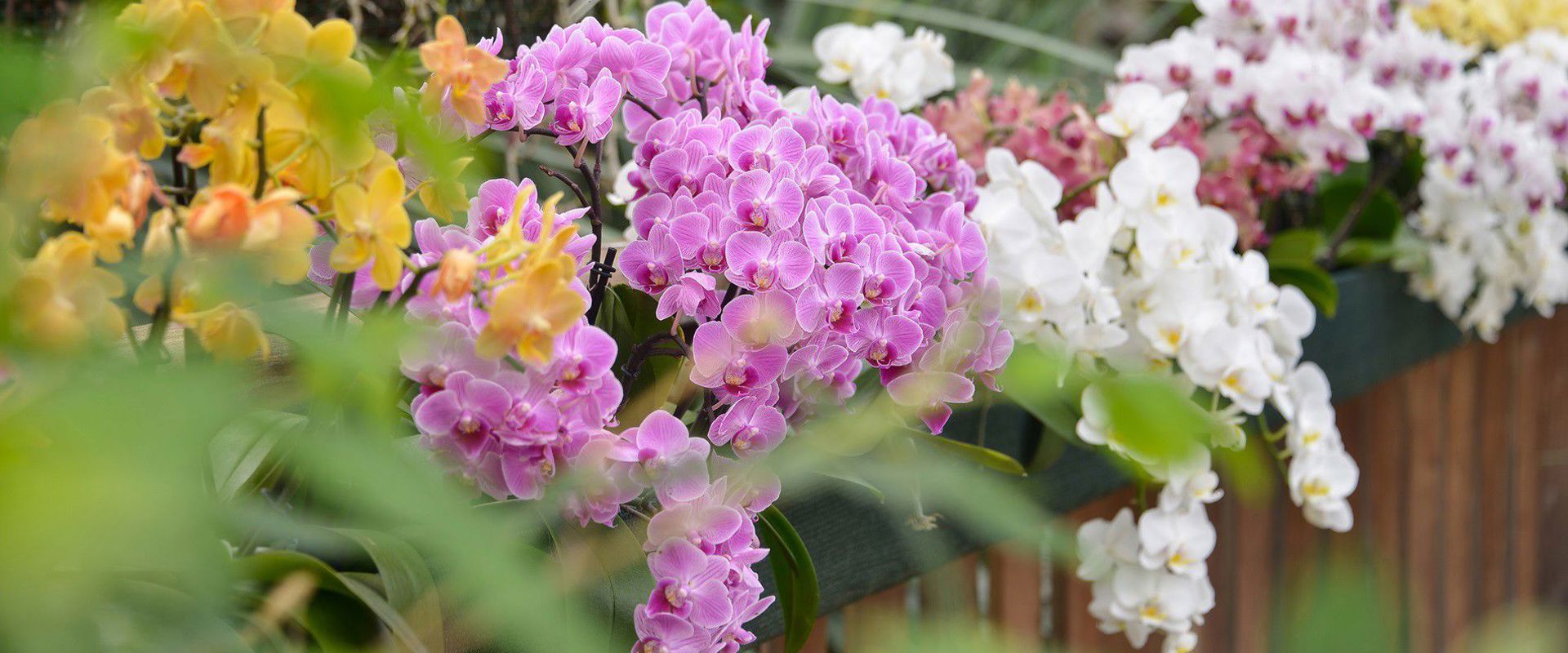 Il Mondo delle Orchidee Raffeiner