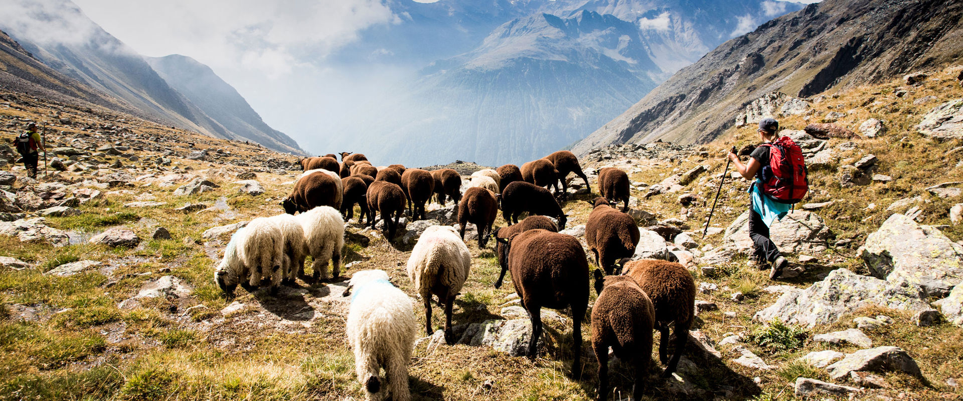 Transumanza Pastore con gregge di pecore sulla montagna.
