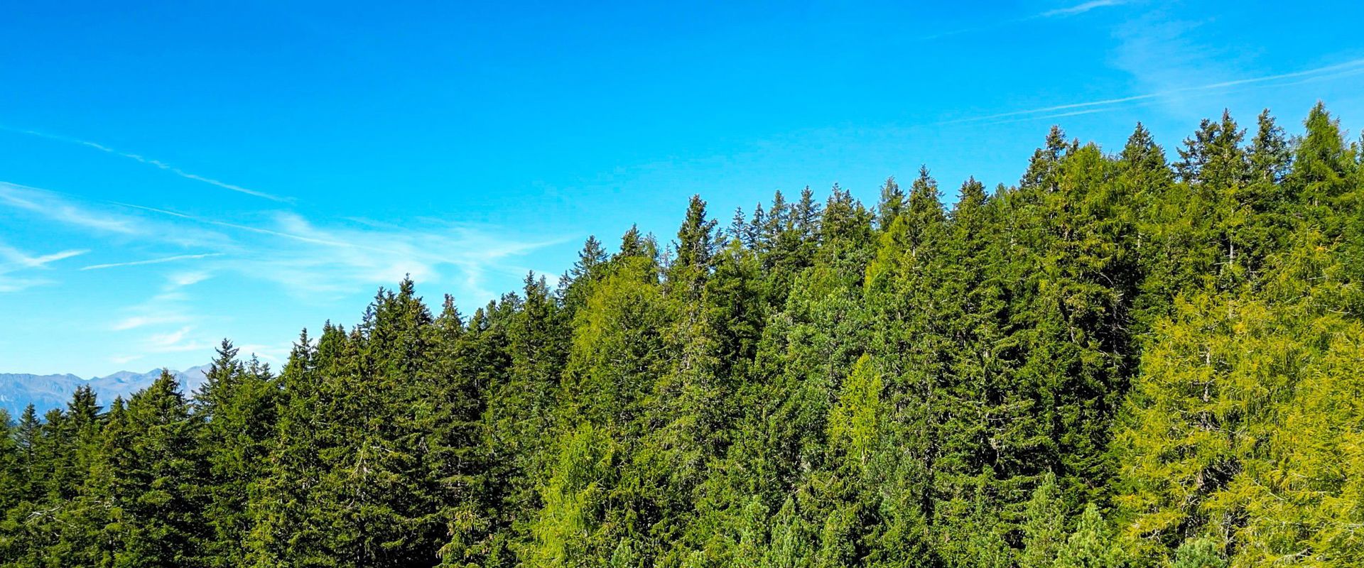 Bosco in Alto Adige Bosco in Alto Adige