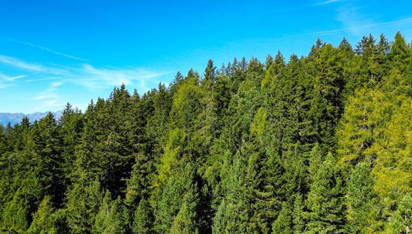 Pianta un albero – Campagna per Fiera Hotel di Bolzano