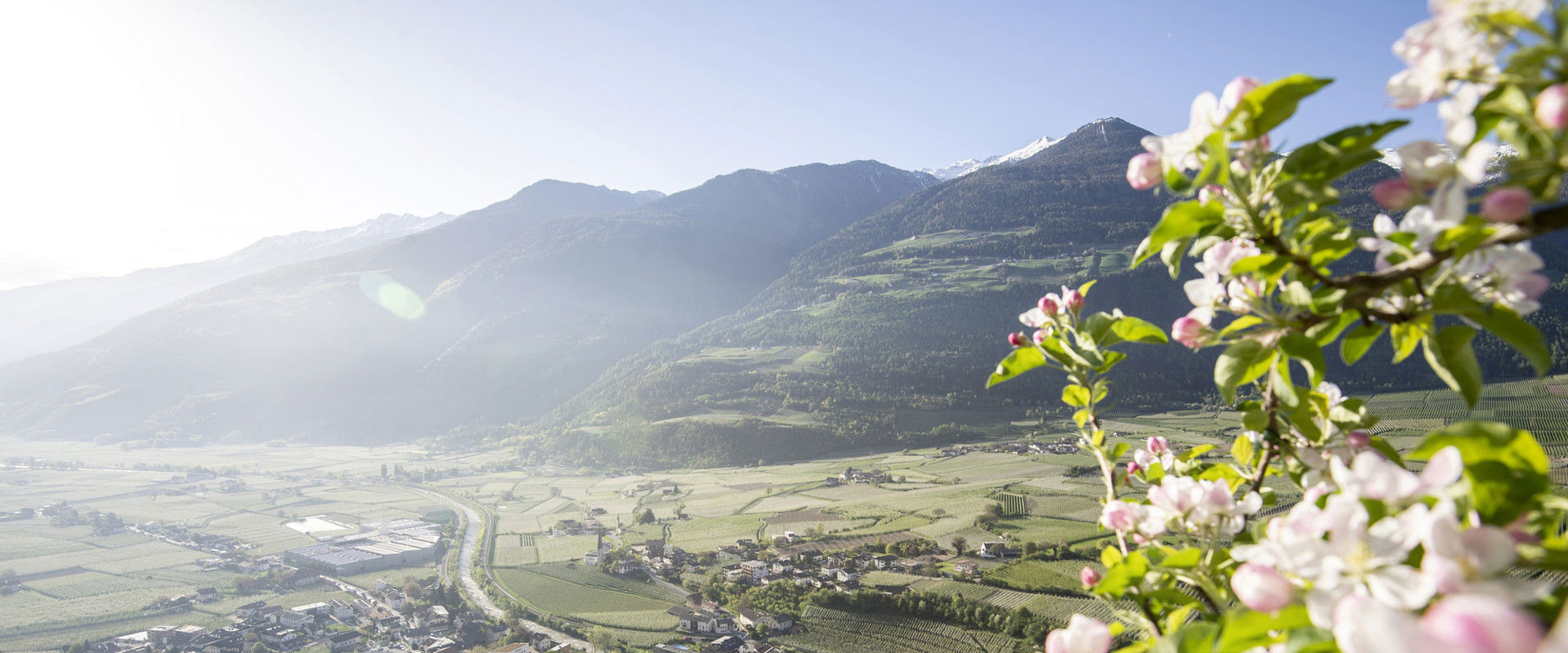 Fiori di melo Prati di mele in fiore, piccoli villaggi e montagne.