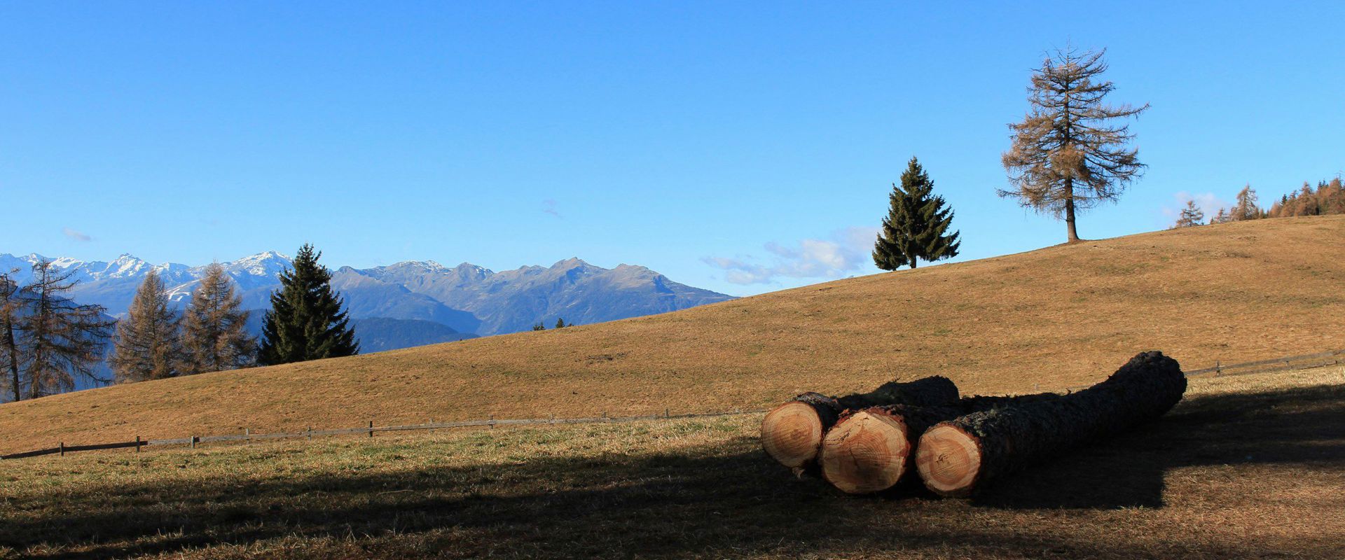 Tronchi in un prato autunnale sul Salto