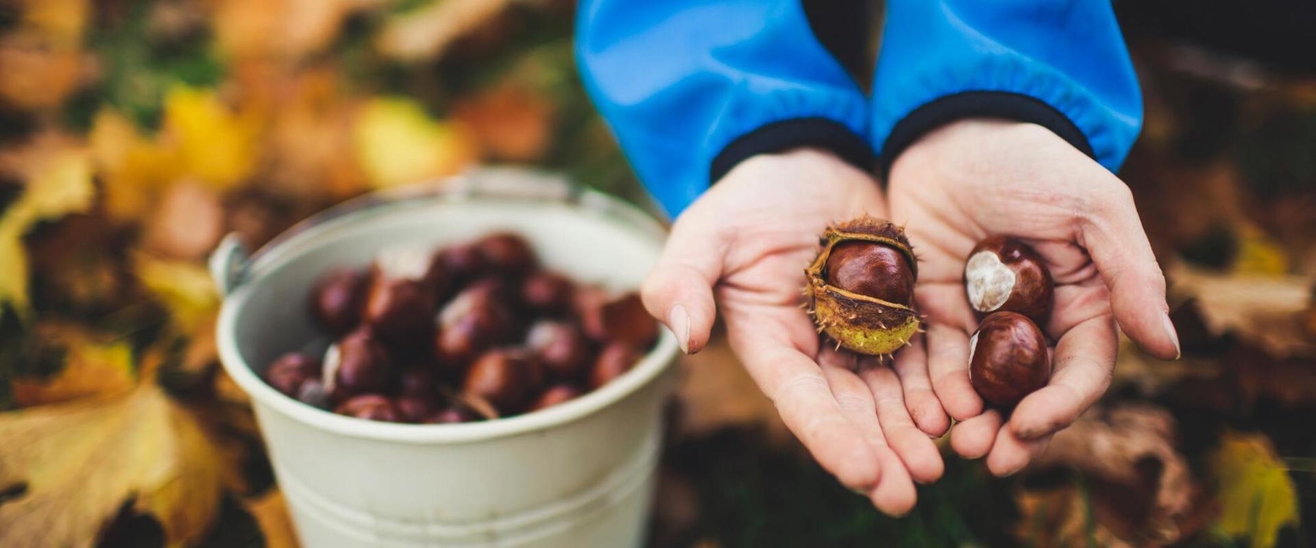 Una donna raccoglie delle castagne in un secchio a terra.