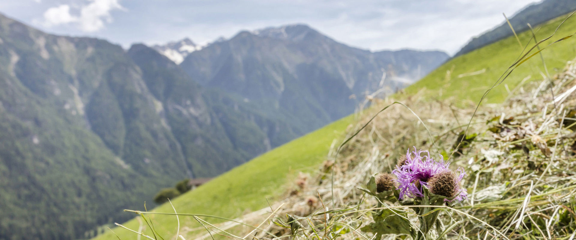 Fieno di montagna e prati ripidi nella Val Martello