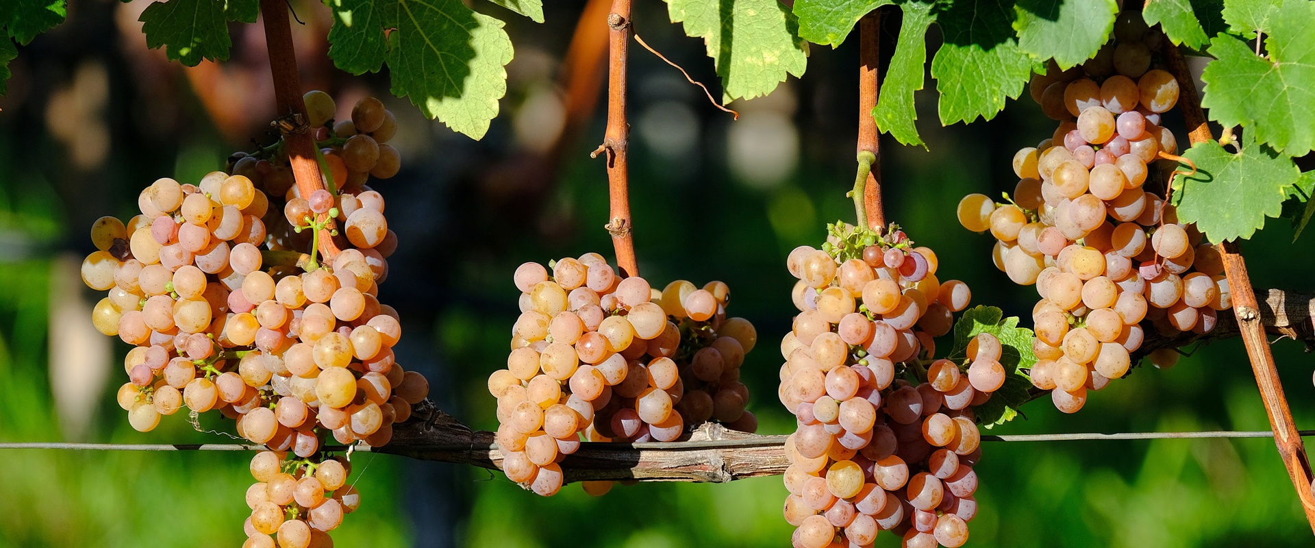 Vini dell'Alto Adige Vite Gewürztraminer