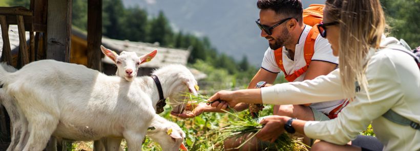 Esperienze con gli animali