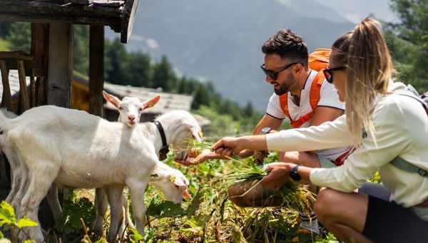 Esperienze con gli animali