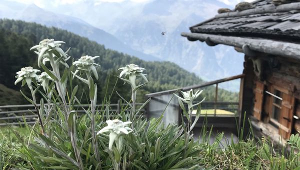 3 fiori alpini dell’Alto Adige