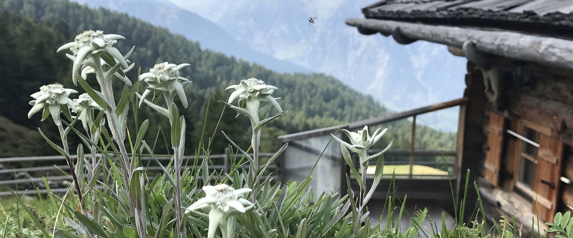 Stelle Alpine in Alto Adige