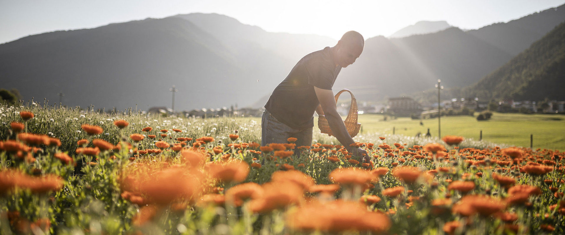 Uomo raccoglie fiori di calendula in un campo. Sullo sfondo si vedono le montagne.