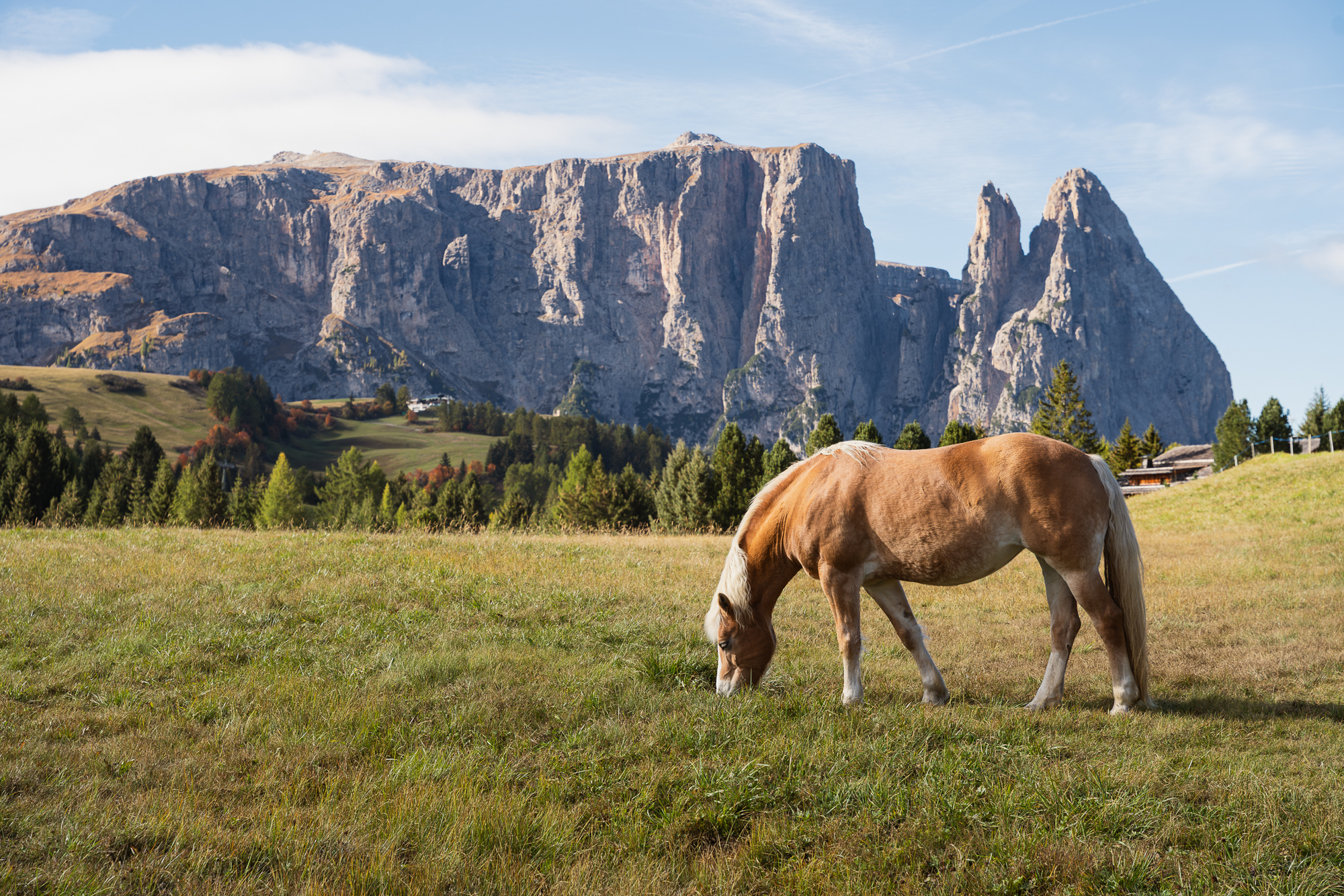 Cavallo Avelignese al pascolo su un prato alpino, con il massiccio dello Sciliar sullo sfondo