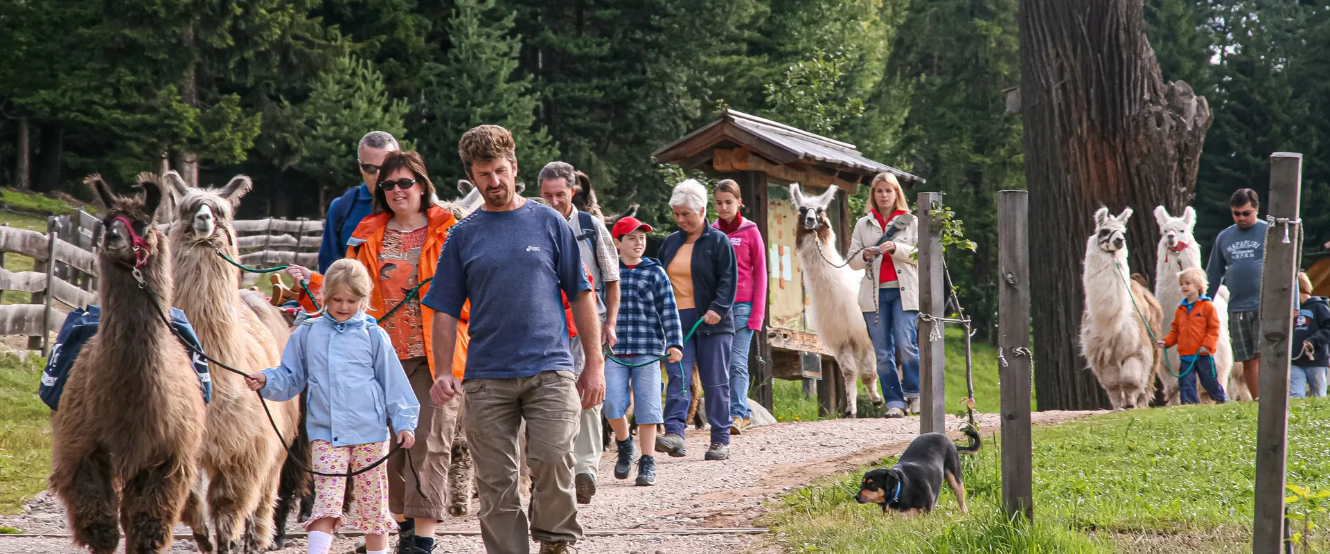 Adulti e bambini camminano con i lama.