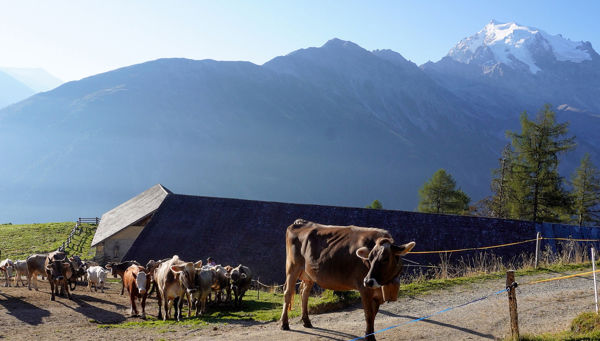 Transumanza a Prato allo Stelvio