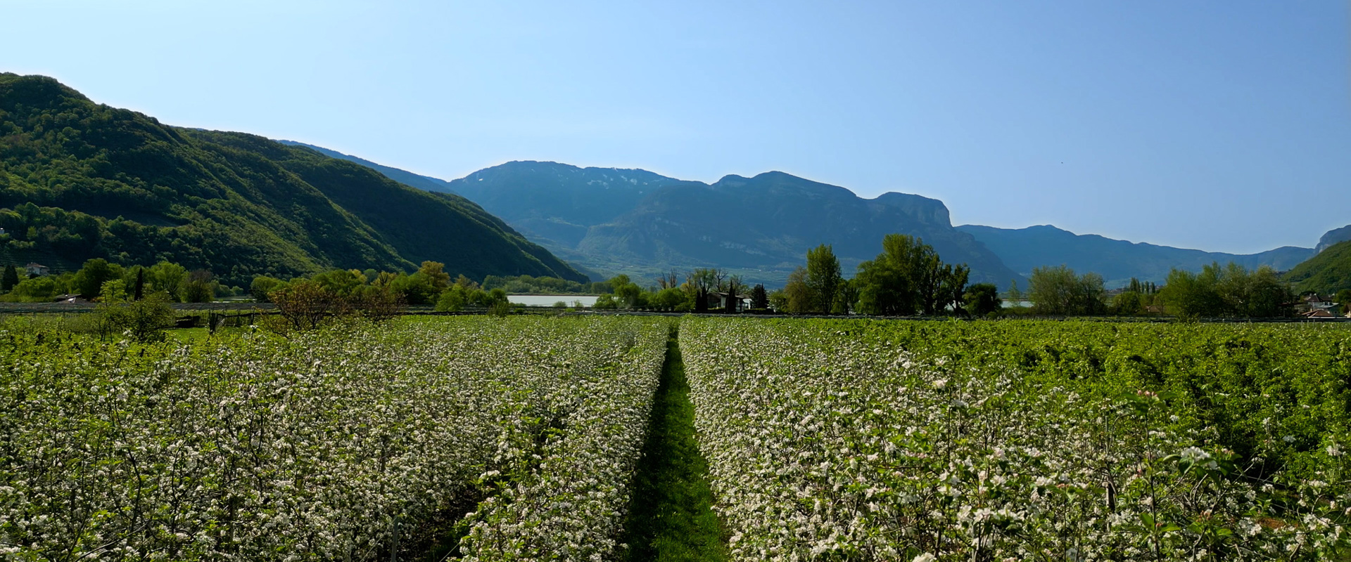 Vista sui frutteti vicino al Lago di Caldaro in Bassa Atesina