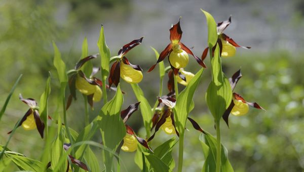 Bellezze protette – orchidee selvatiche in Alto Adige