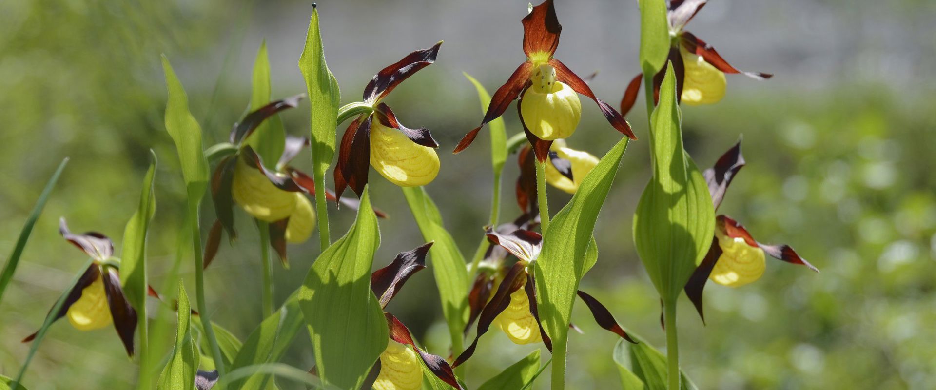 Scarpetta di Venere | Orchidea selvatica Alto Adige