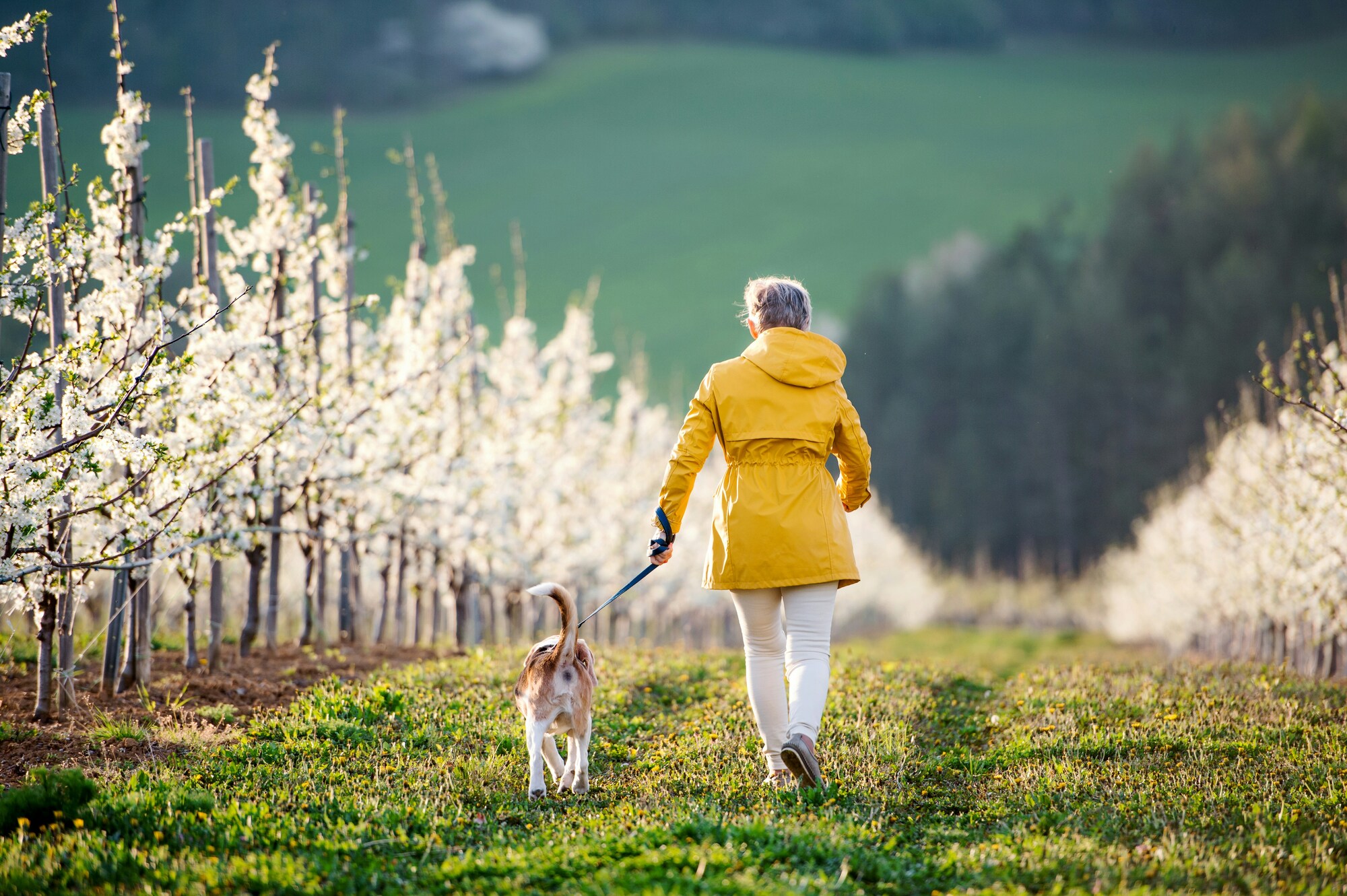 Vacanze con il cane in Alto Adige: Foto con 7 cani di razza Border Collie.