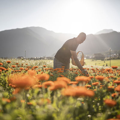 Uomo in piedi in un campo di fiori arancioni che raccoglie calendule.